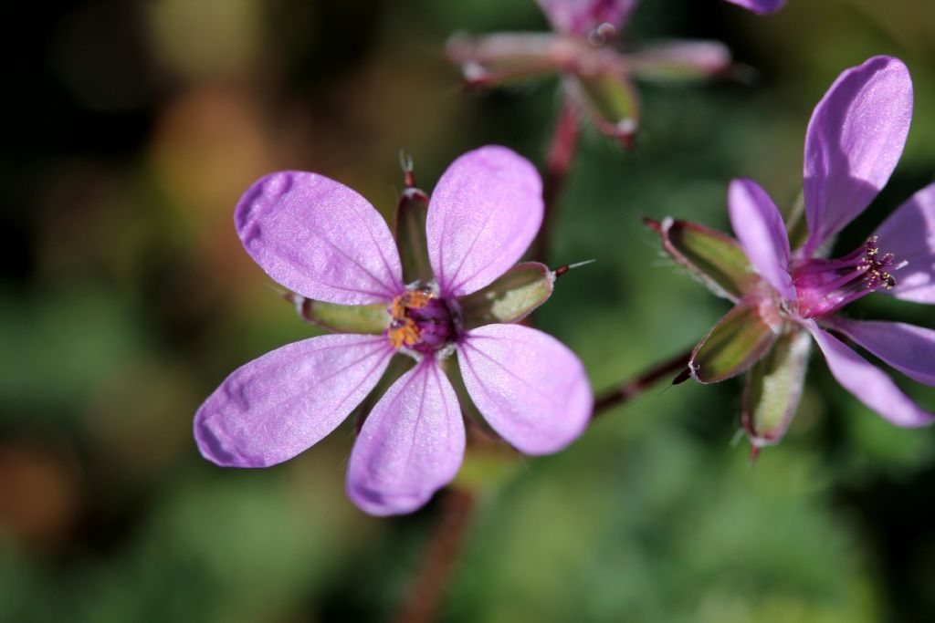 Erodium cicutarium